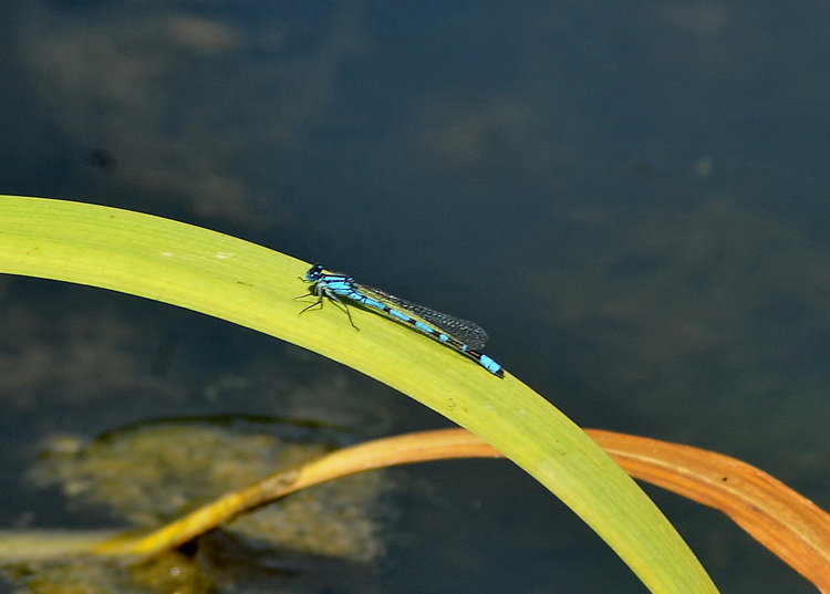 Coenagrion scitulum in deposizione ?